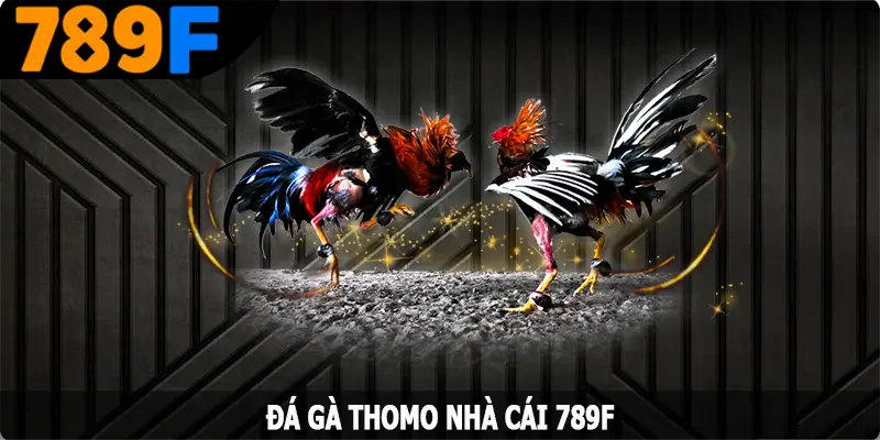 Đá Gà Thomo - Nơi Hội Tụ Các Trận Đấu Với Chiến Kê Hàng Đầu 6 Đá Gà Thomo - Nơi Hội Tụ Các Trận Đấu Với Chiến Kê Hàng Đầu