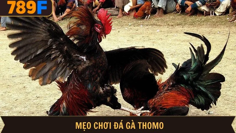Mẹo Chơi Đá Gà Thomo - Bỏ Túi Trọn Bộ Bí Kíp Bất Bại 1 Mẹo Chơi Đá Gà Thomo - Bỏ Túi Trọn Bộ Bí Kíp Bất Bại